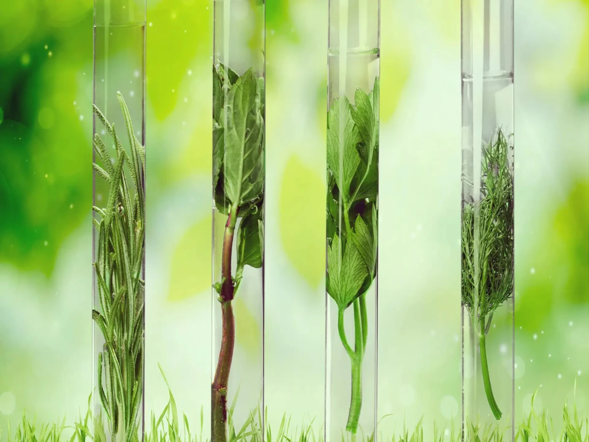 curso de fundamentos de botânica 180 horas